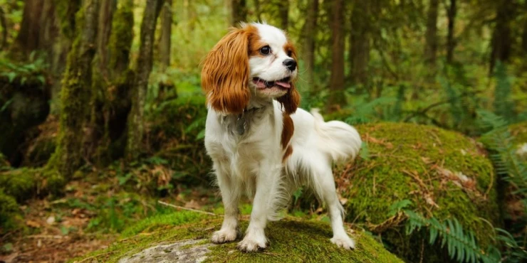 1201108_shutterstock-681850156_m