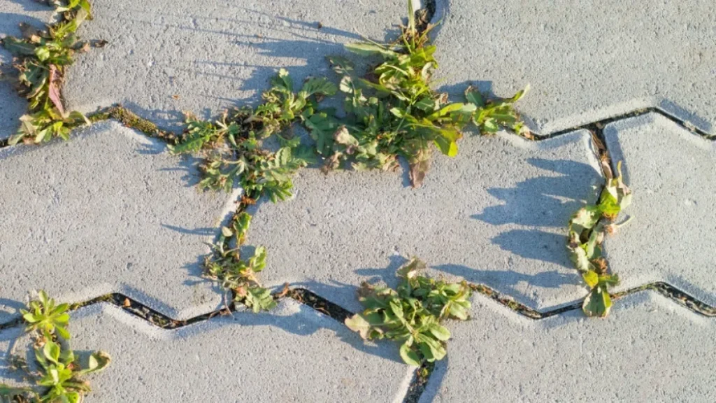 Истури го ова врз плевелот и ќе го снема до утре! Го убива подобро од која било хемикалија.