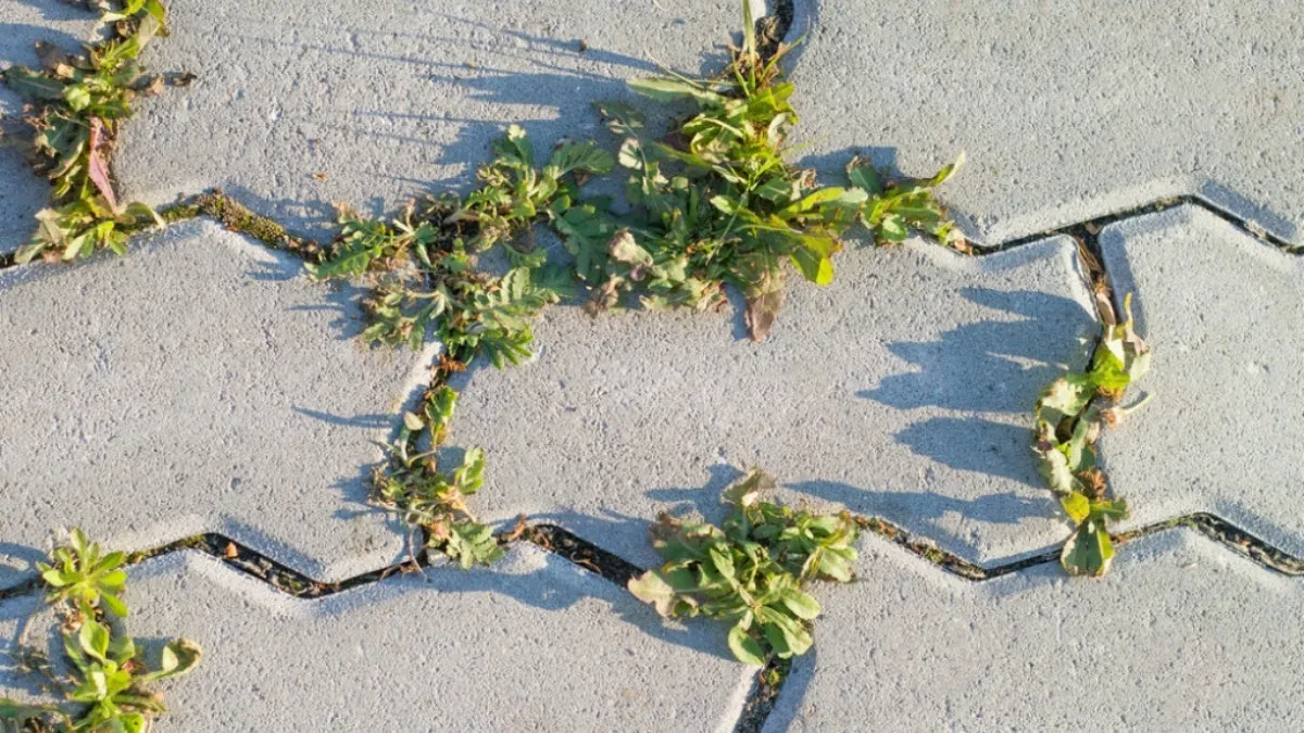 121521_korov-shutterstock-1749983024_iff