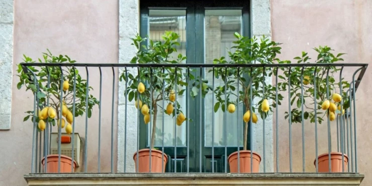 1343753_shutterstock-2709325237_m