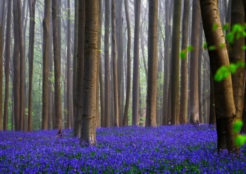 Секоја пролет, шума во близина на Брисел се претвора во оаза од виолетова боја: Погледнете ги нереалните сцени