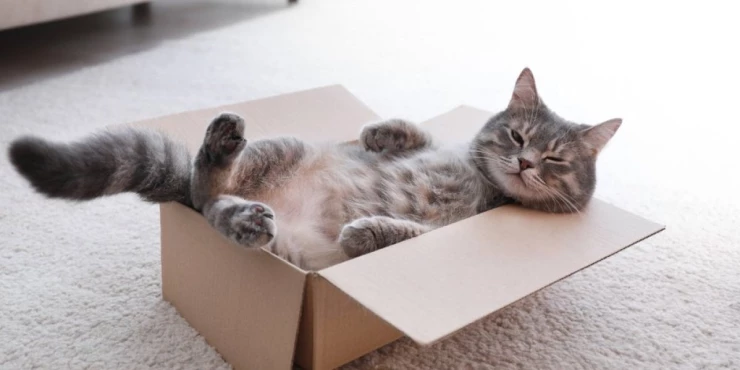 743009_shutterstock-1526963033_m