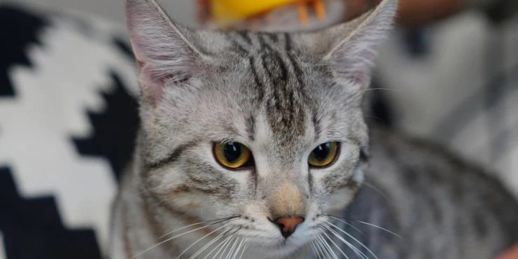 Не го правете ова во присуство на вашата мачка: Овие работи можат да го направат вашето домашно милениче вознемирено