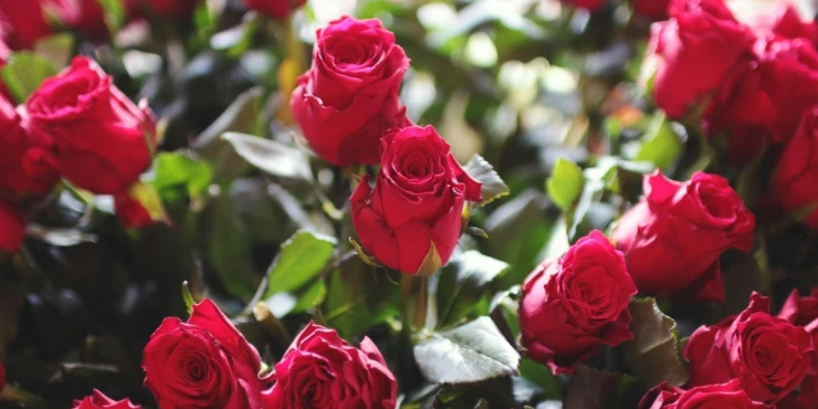 954296_pexels-jeshoots-4825_m