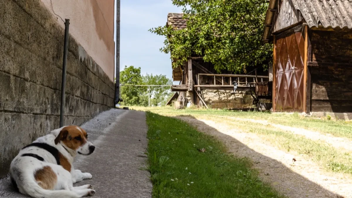 dvoriste_shutterstock_2019829187-2 dvoriste_shutterstock_2019829187-2