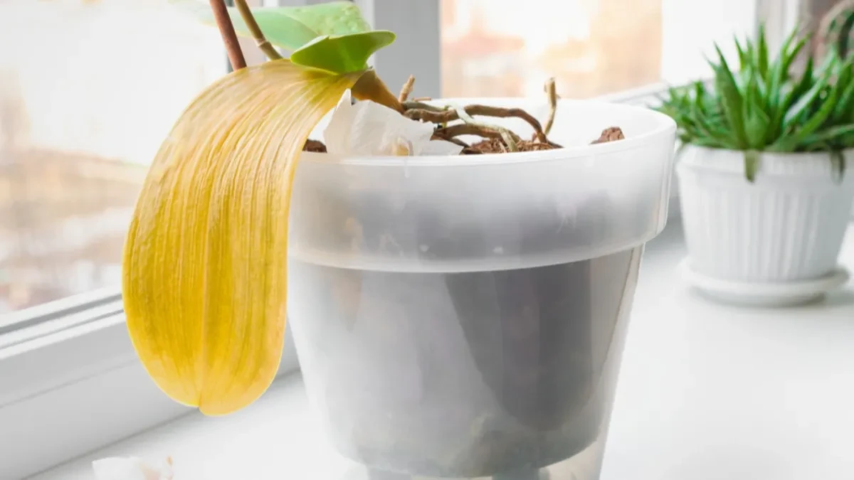 shutterstock_1904646886