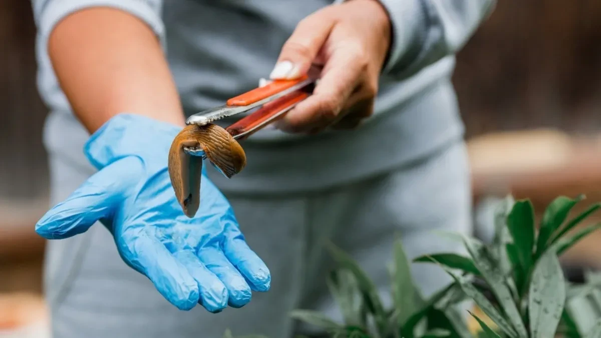 shutterstock_2336969529