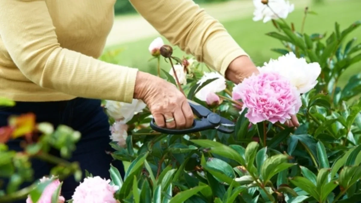 shutterstock_2388573589