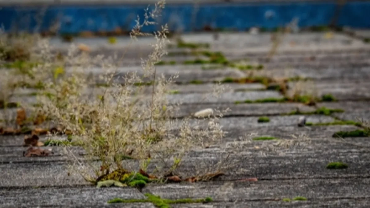 shutterstock_2560237321