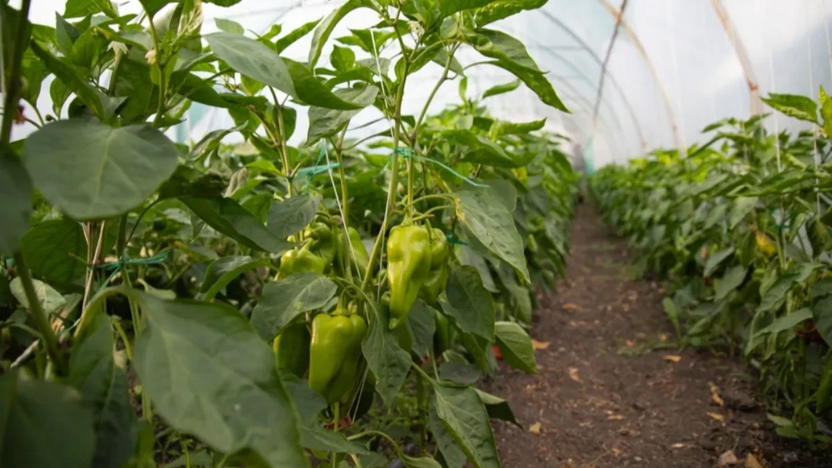 shutterstock_2661503057