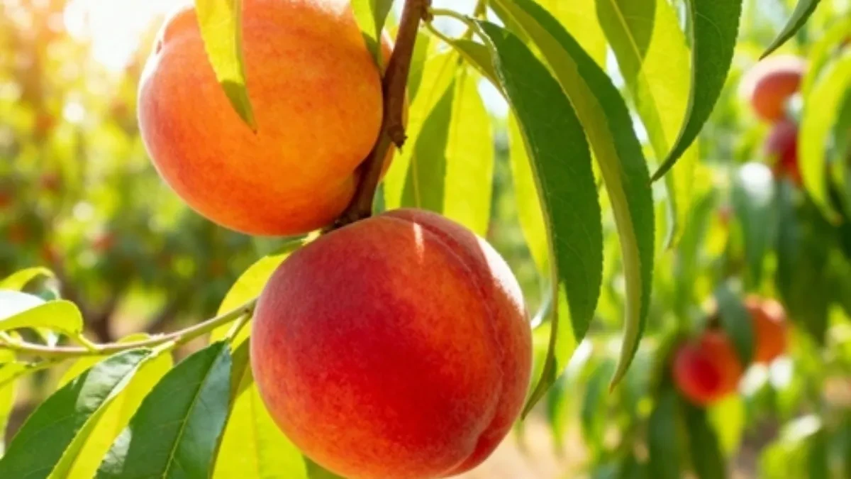 shutterstock_2694270133