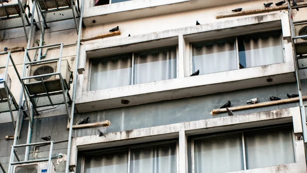 Бега од ова како ѓаволот од крстот, нема да се врати: Како да се избркаат гулабите од терасите и карпите?