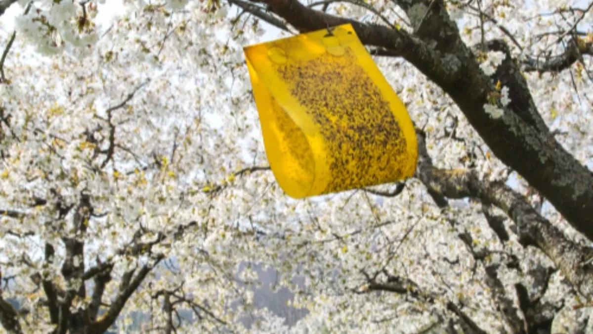 Како да ги држите мувите подалеку