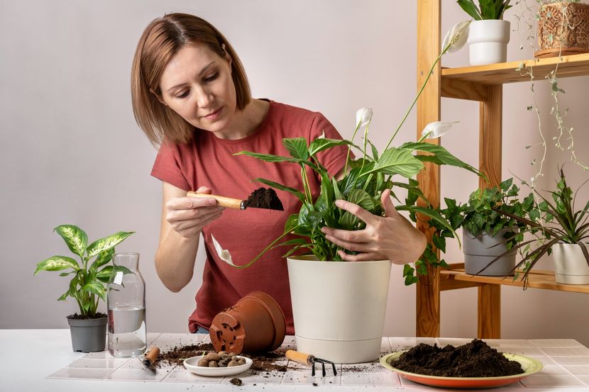 Растение кое помага против мирисот на цигари во домот