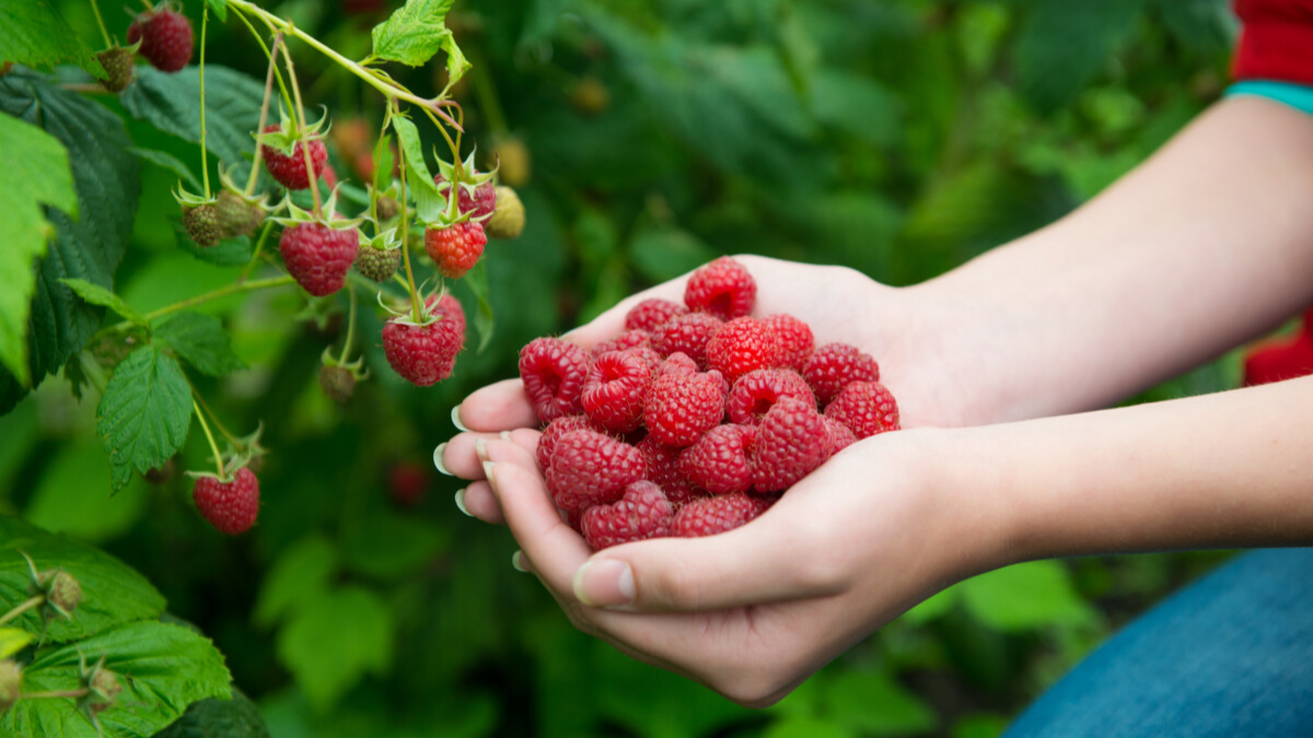 maline maline