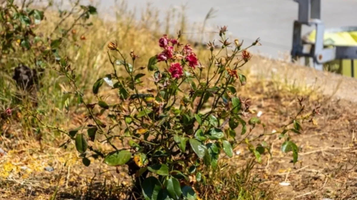 shutterstock_2653303871 shutterstock_2653303871