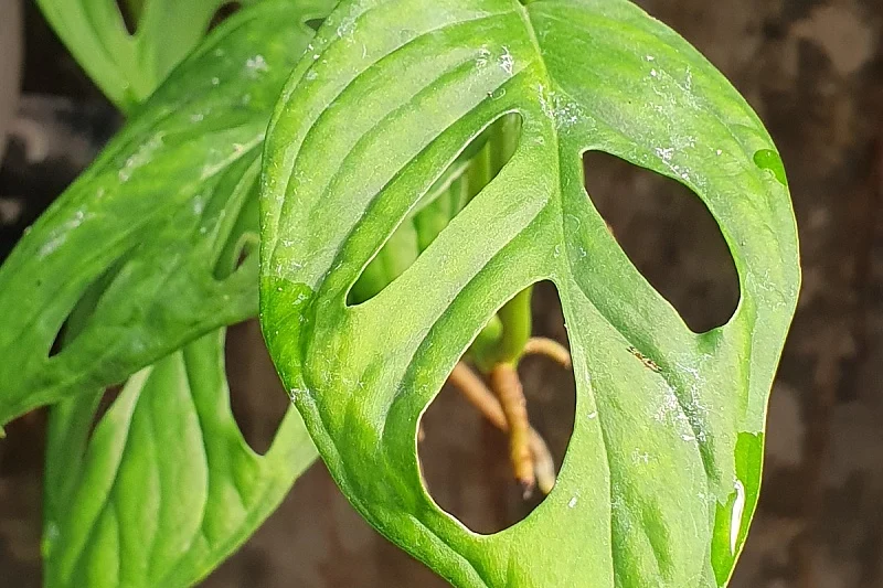 b_260822060 b_260822060