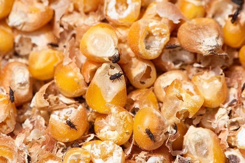 b_260827222 b_260827222