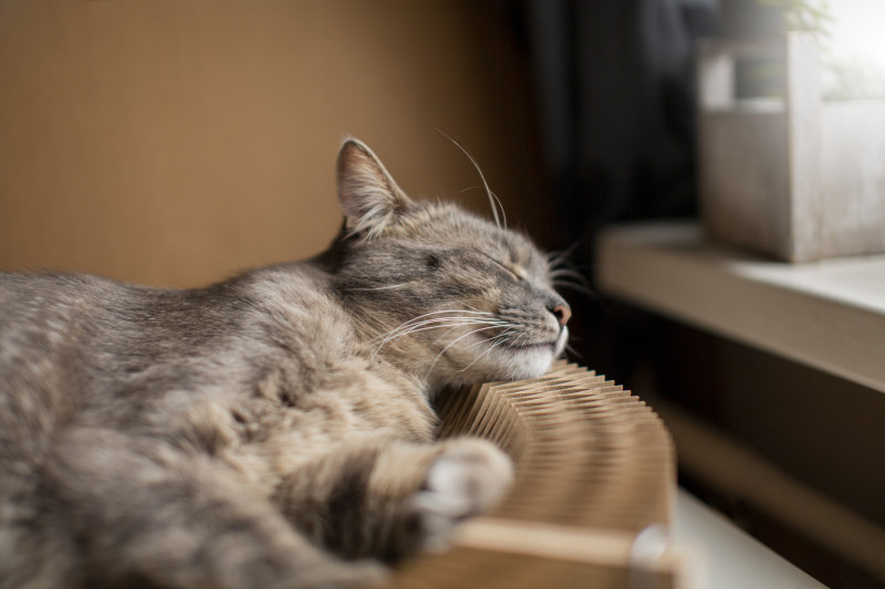 close-up-sleepy-beautiful-cat-2 close-up-sleepy-beautiful-cat-2