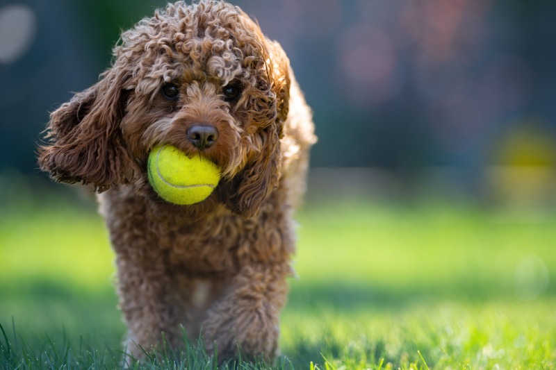 portrait-adorable-cavapoo-dog-holding-tennis-ball-park-sunny-day portrait-adorable-cavapoo-dog-holding-tennis-ball-park-sunny-day